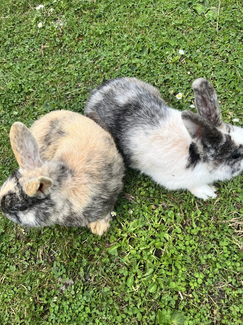 2 mannetjes te koop plus paspoort