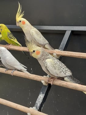 Diverse kleuren jonge valkparkieten