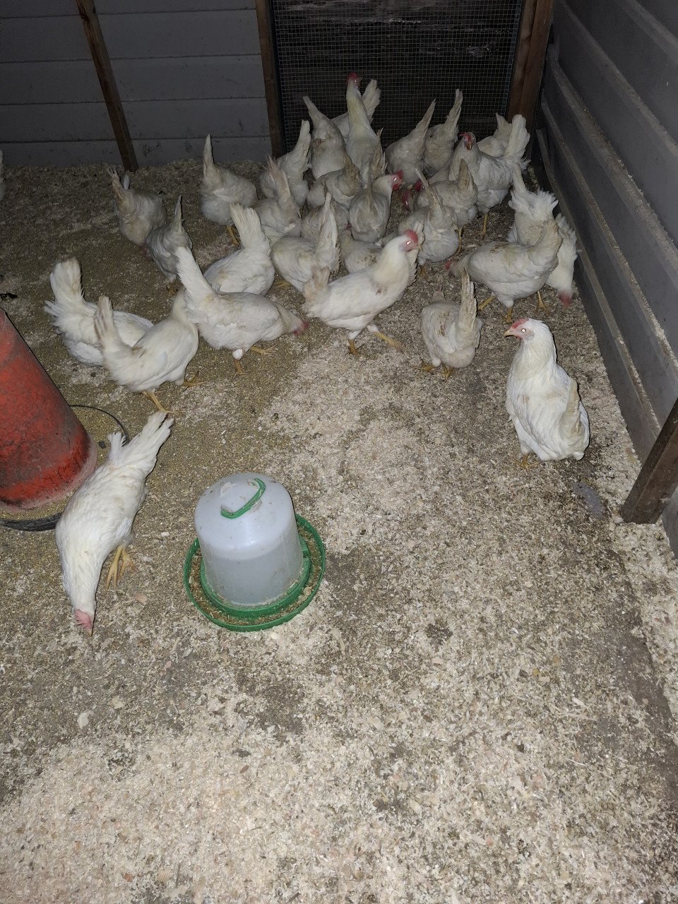 Witte leghorns, volop aan de leg