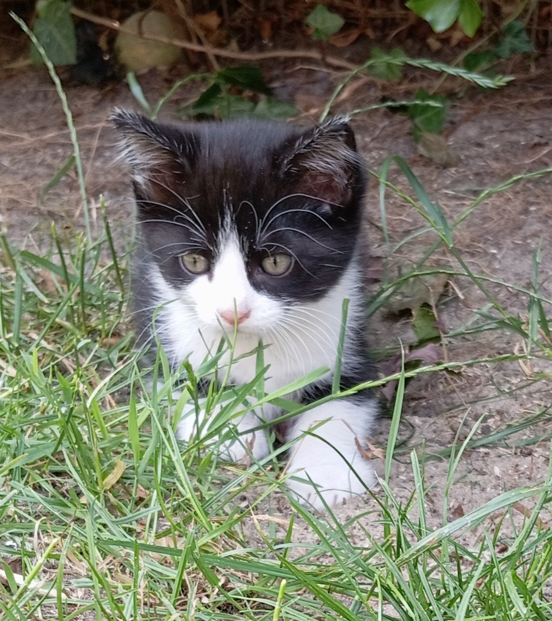 Kittens half langhaar zwart-wit