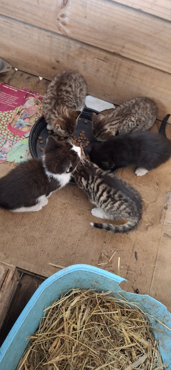 Lieve kittens te koop