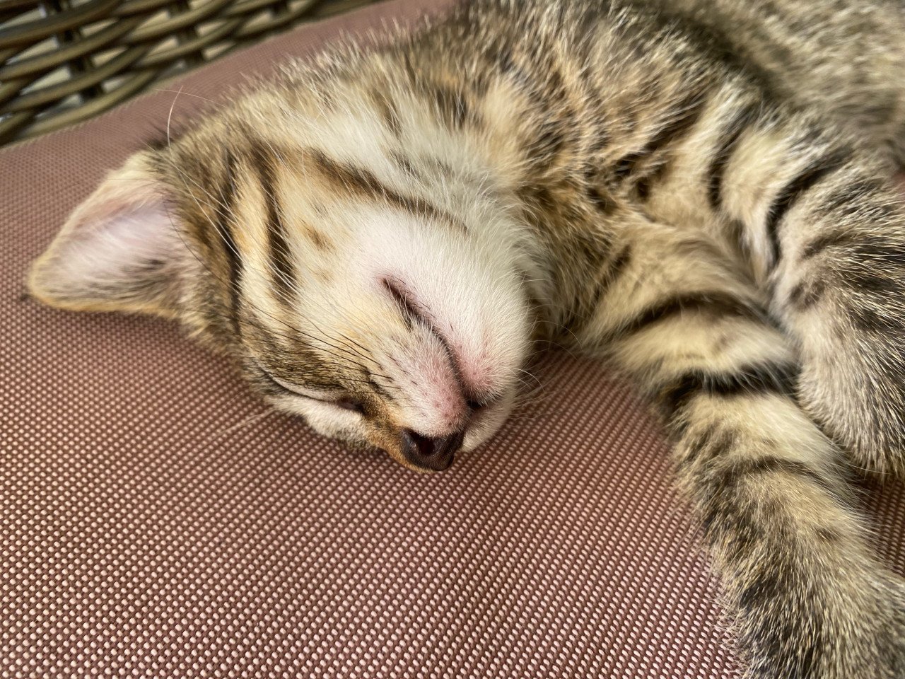 Kittens