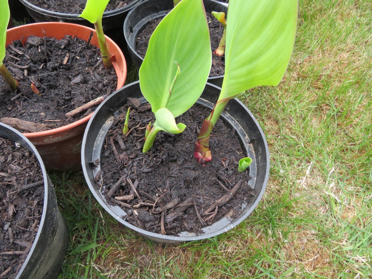Canna in pot