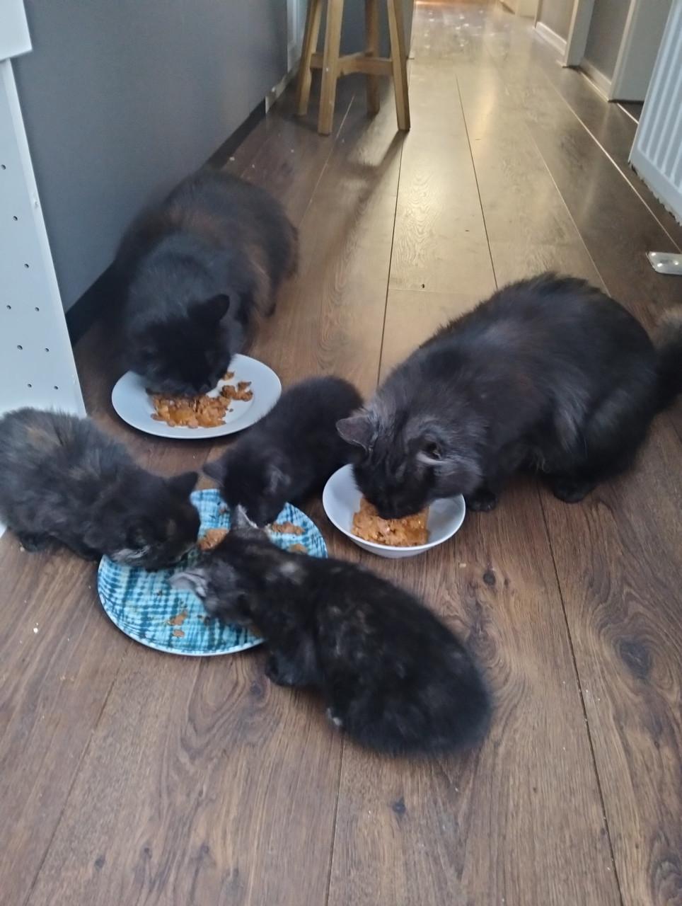 Kittens