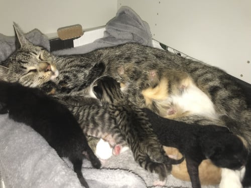 Kittens