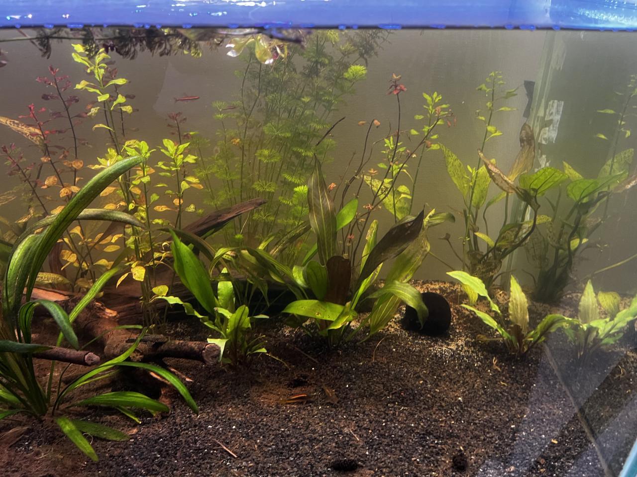 Aquarium 310L