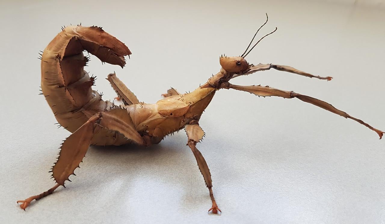 Eitjes en nimfen australische flappentak