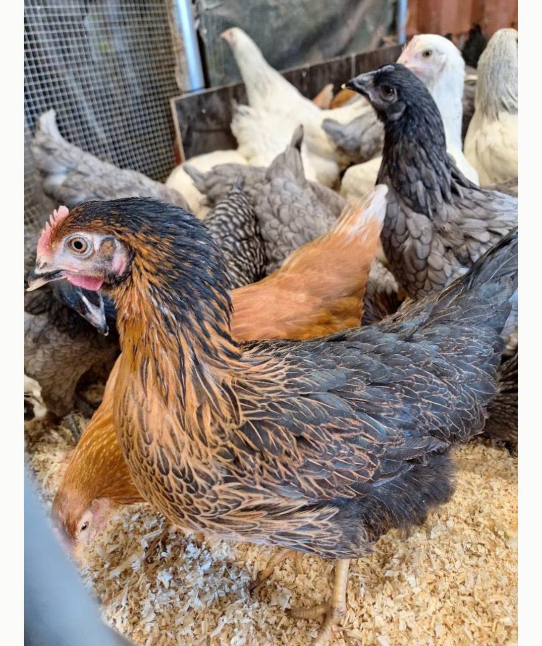 Leghennen te koop in diverse kleuren en rassen