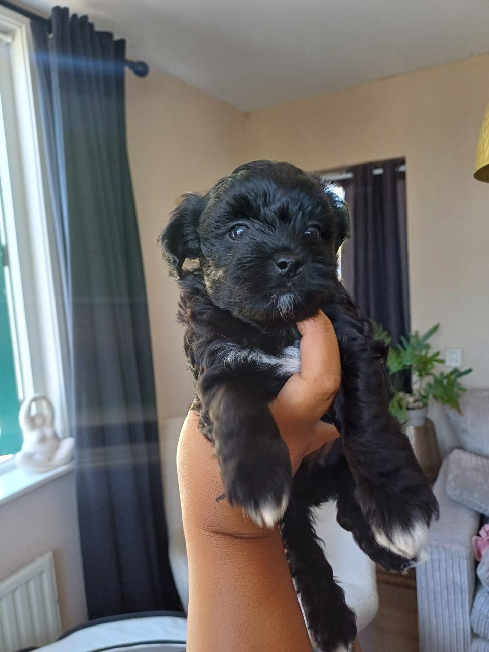 Puppies