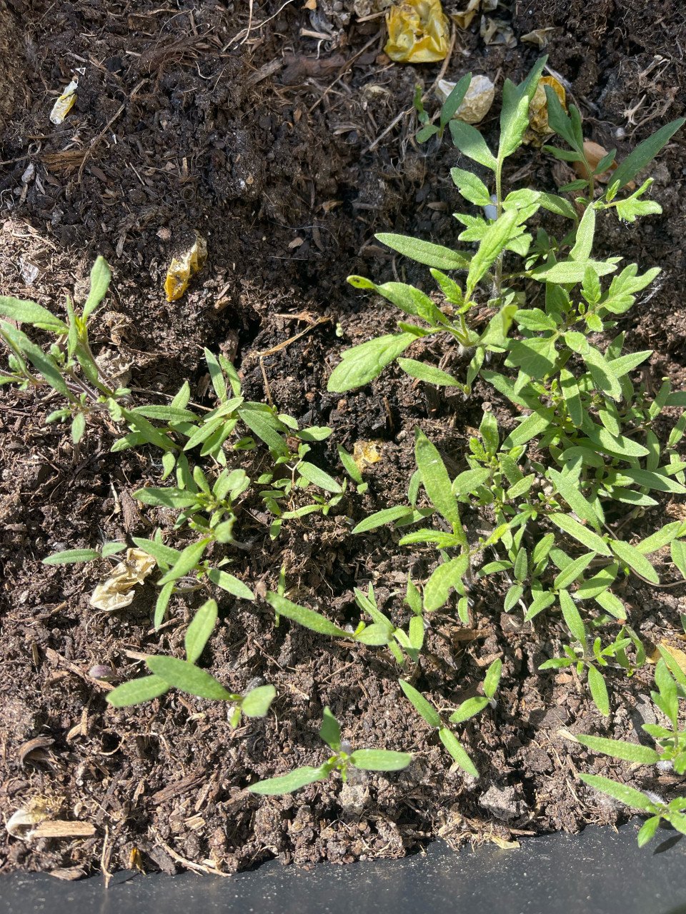 Cherry tomatenplantjes, stekjes