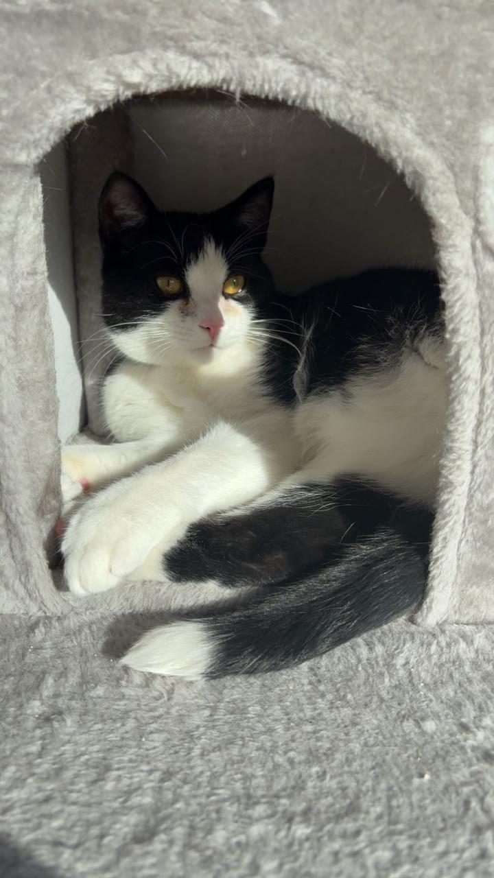 Bilou en Bailey zoeken een goud mandje