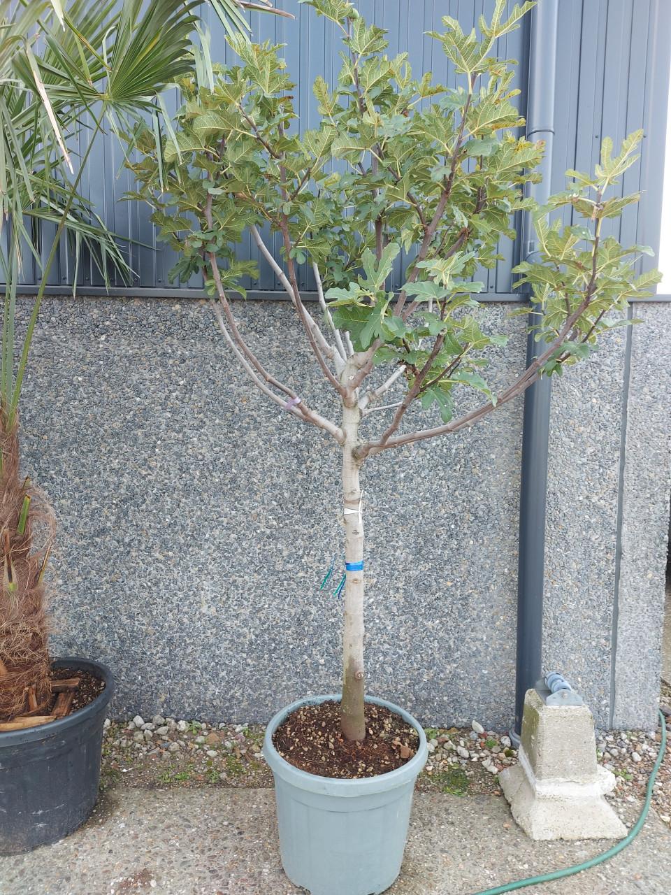 Vijgenbomen grote en kleine