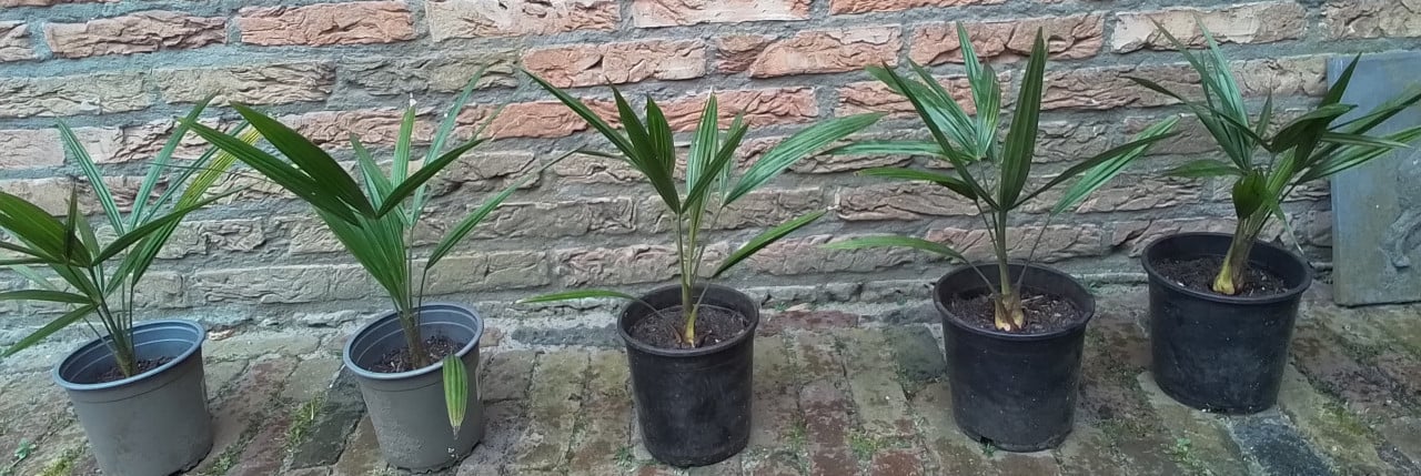 Jonge Trachycarpus Fortunei 20 cm hoog.
