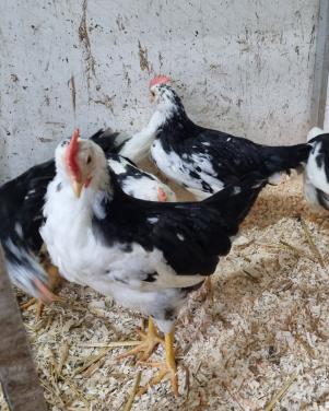 Bonte leghorn haantjes