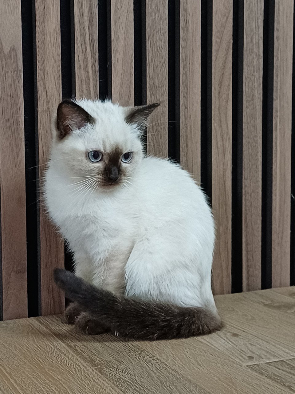 Super mooi Brits Korthaar x Ragdoll kitten