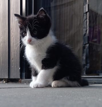Kitten vrouwtje