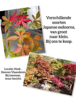 Japanse esdoorn, Acer palmatum