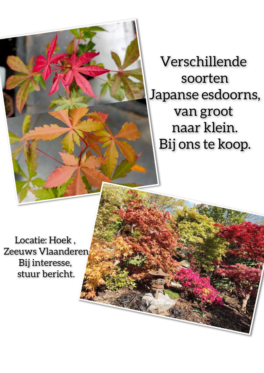 Japanse esdoorn, Acer palmatum