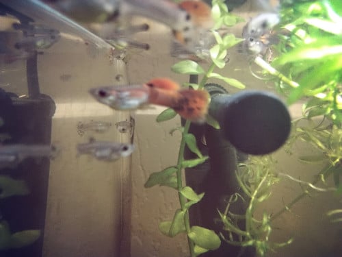 Aquarium vissen