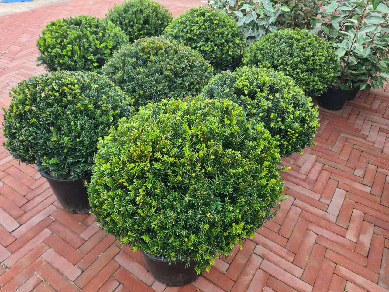 Schitterende taxusbollen in alle maten