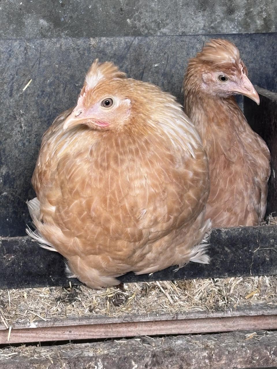 Verschillende kleuren broedeieren.