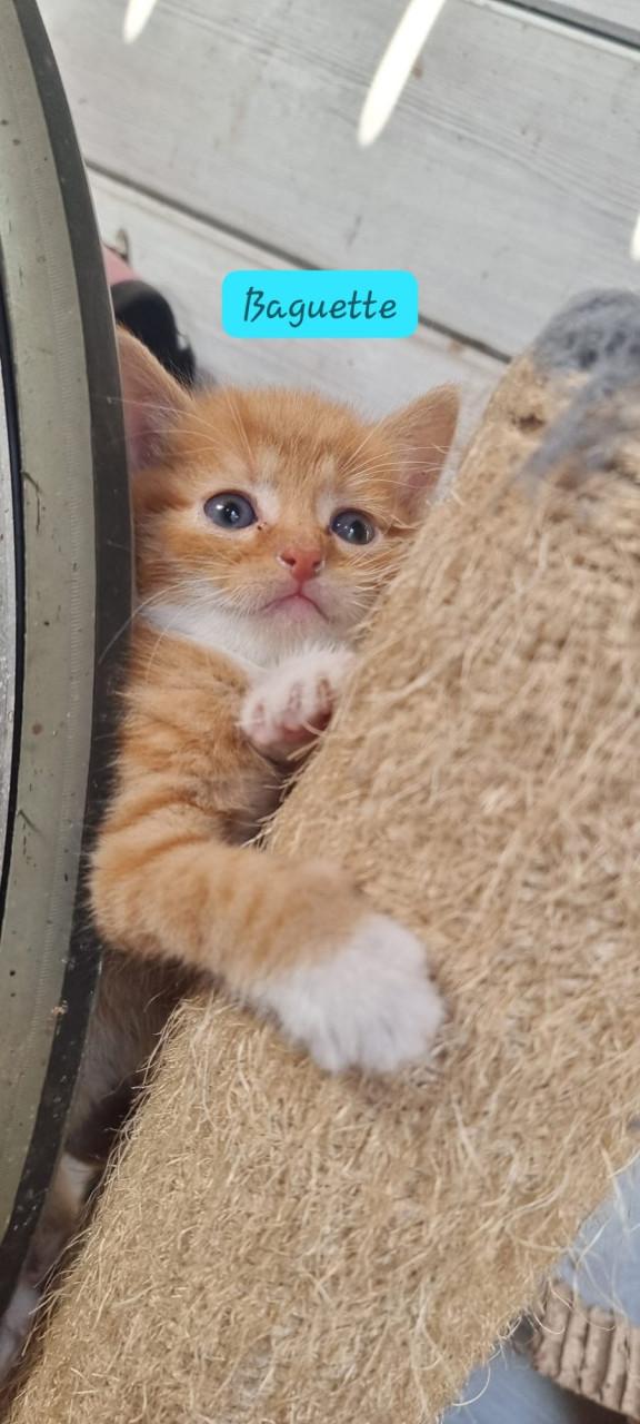 Kittens