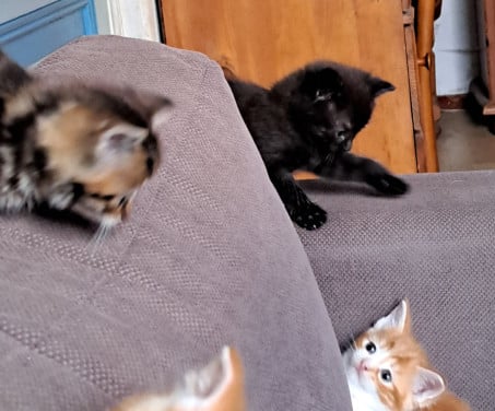 Kittens