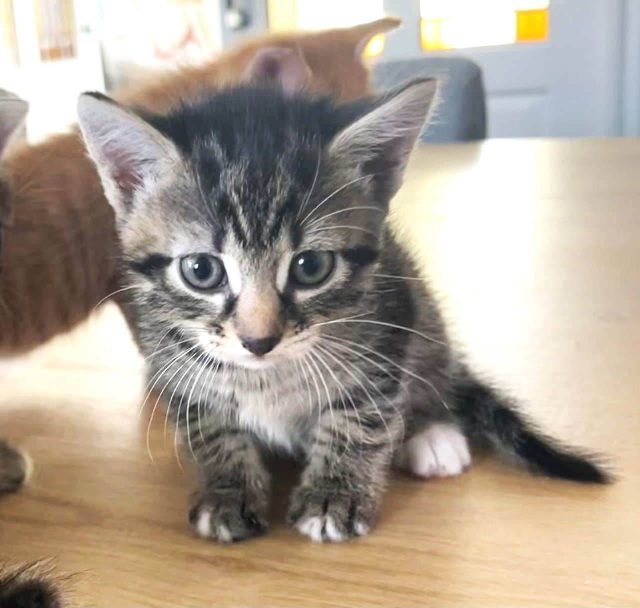 Lieve Kittens (alle 3 gereserveerd)