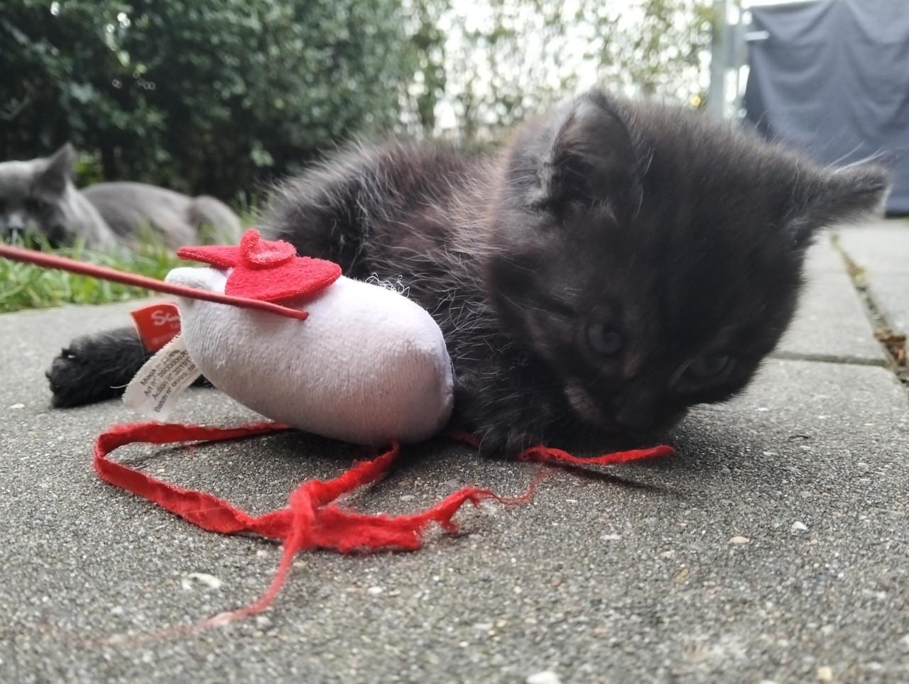 Kitten - mannetje