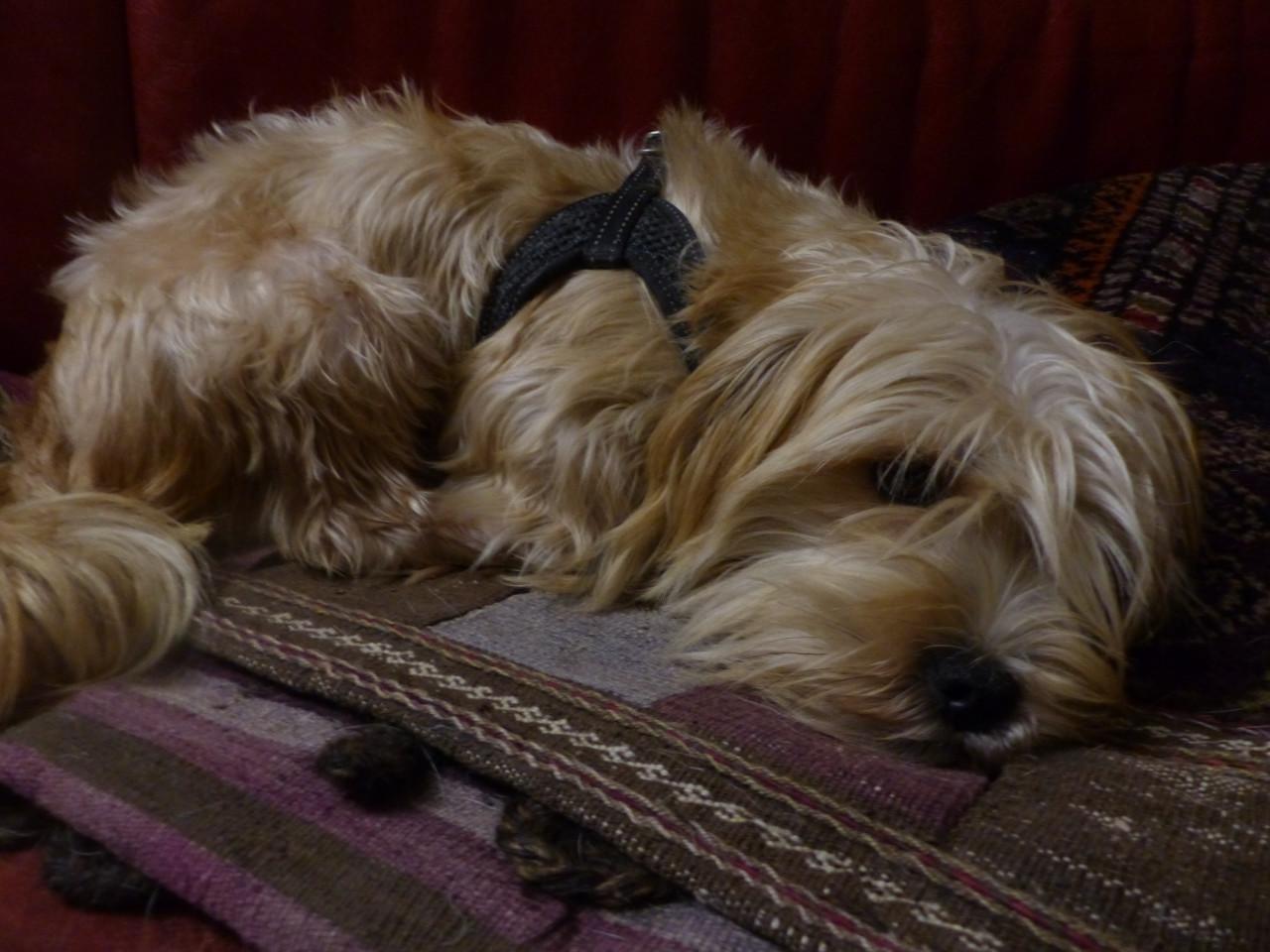 Gezonde mooie pups te koop niet doorgefokt