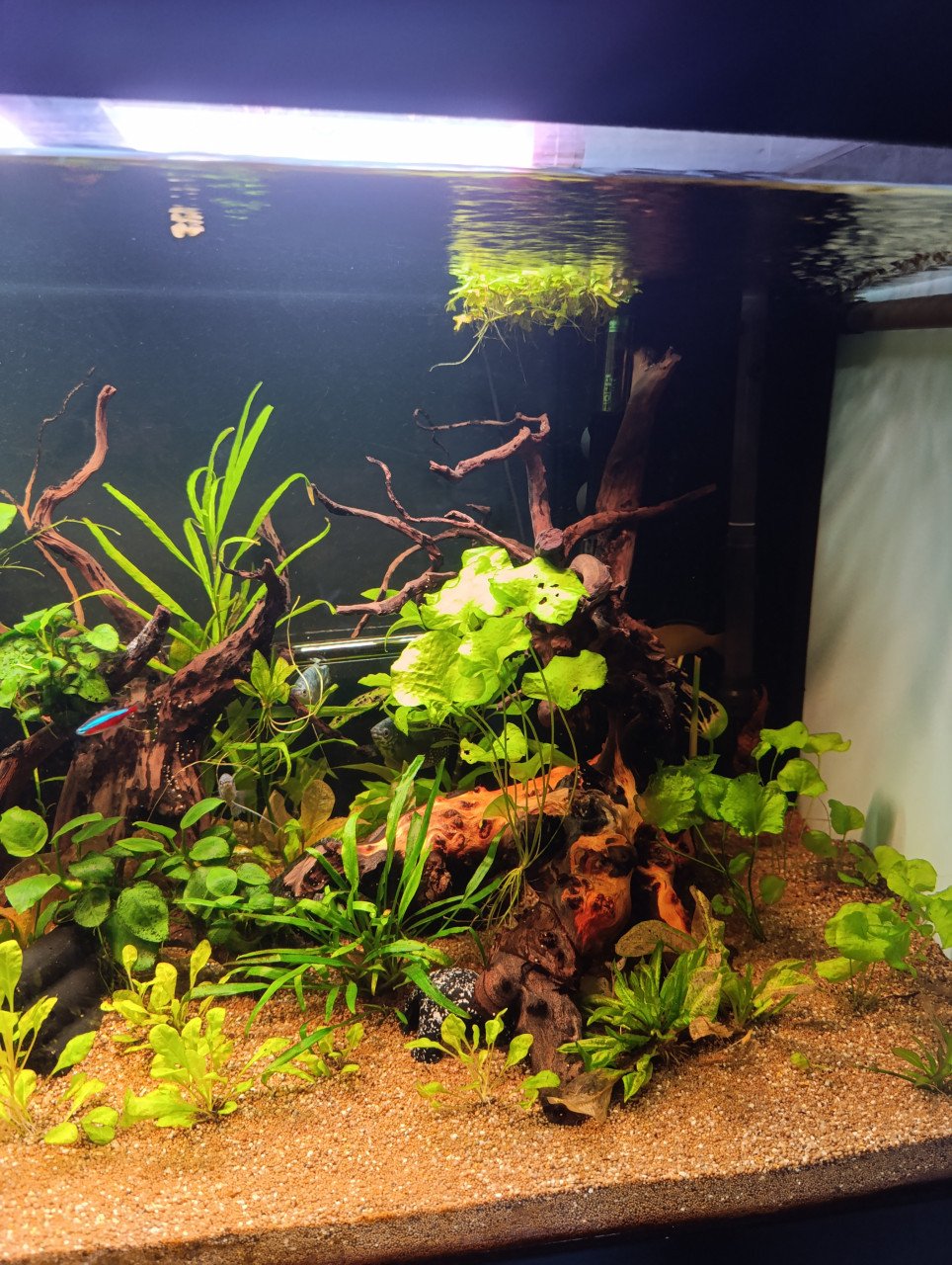 Jewel aquarium compleet met planten, hout en vissen