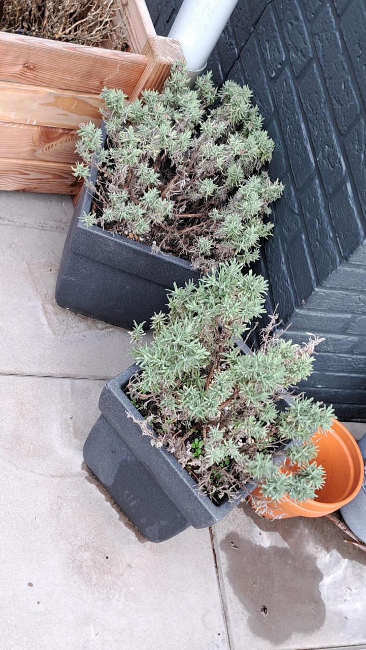 Plantenbakken incl. diverse planten