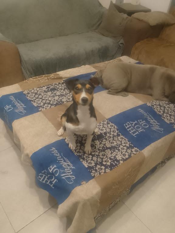 Alora Dog Rescue: Kleine Mischa, wie geeft haar een thuis?