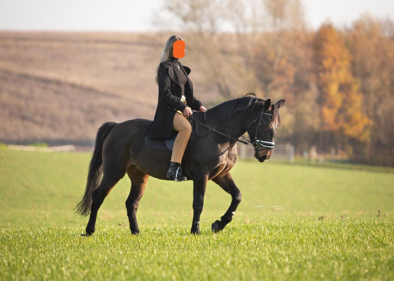Donkerbruine merrie met heerlijke pit