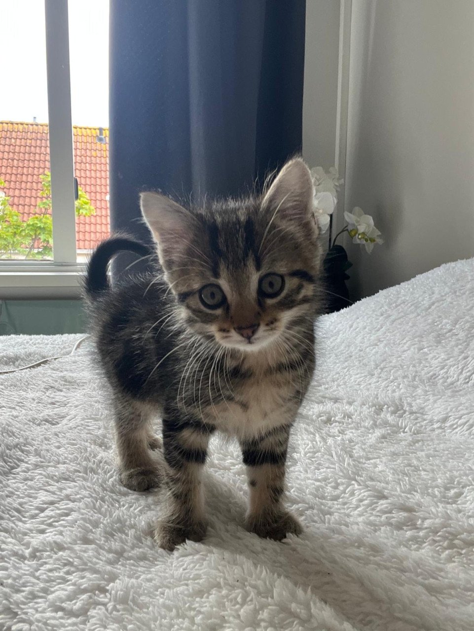 Siberische bos kat kittens