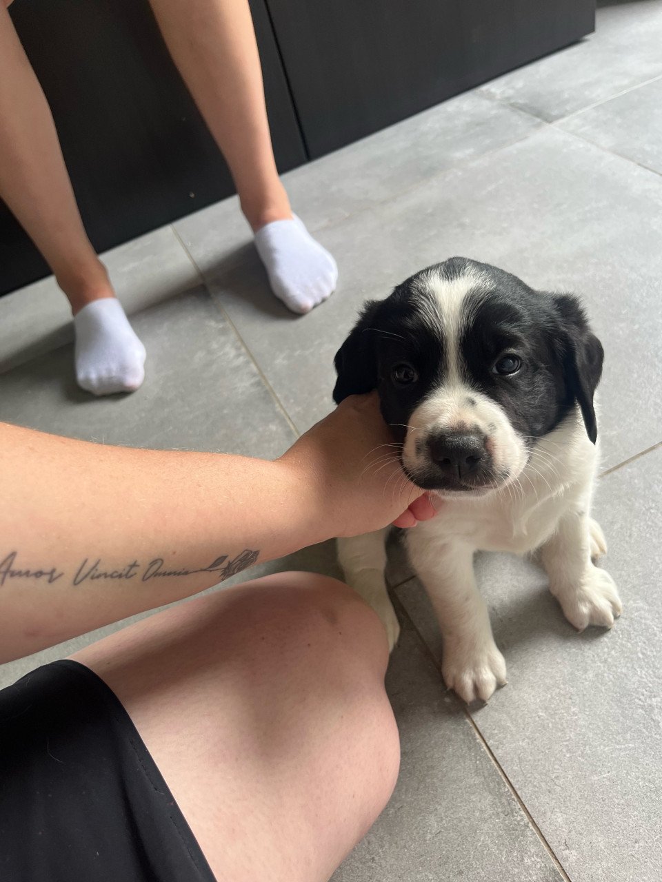 Labrador / Friese stabij puppy’s