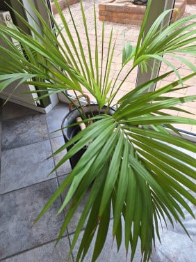 Plant