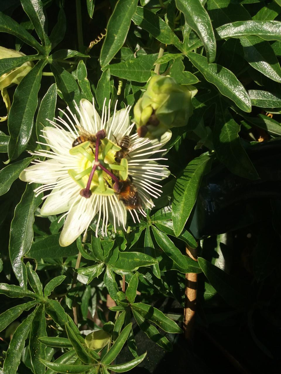 Witte passie bloem stekken