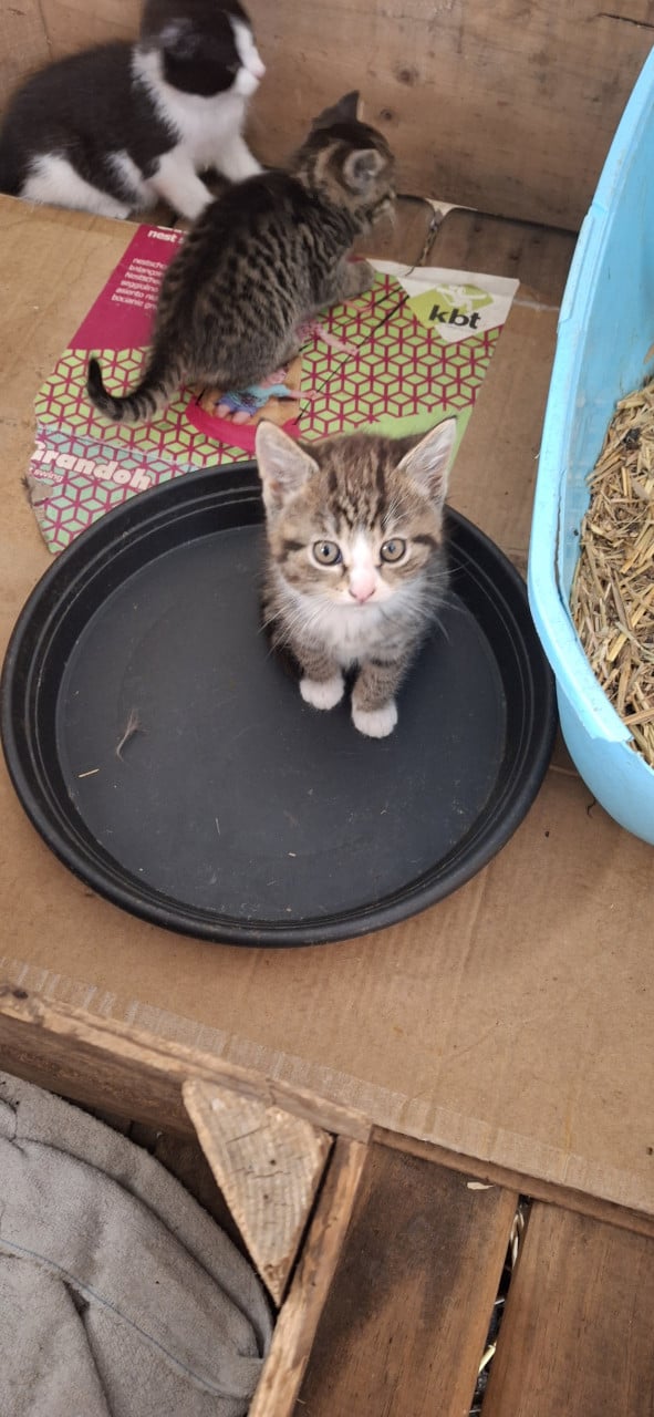 Lieve kittens te koop