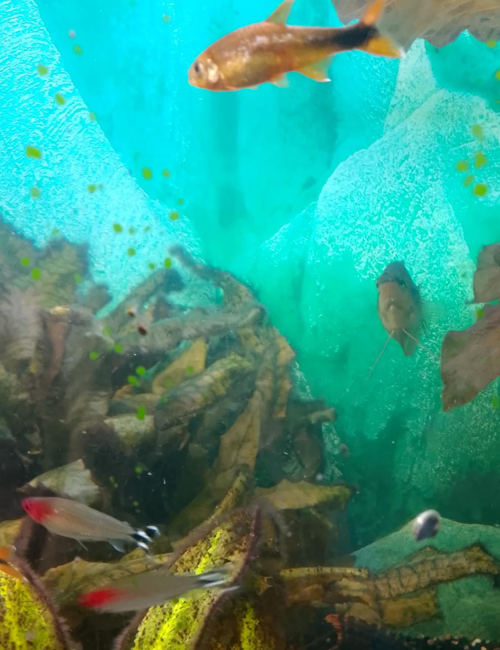 Te koop aquarium vissen