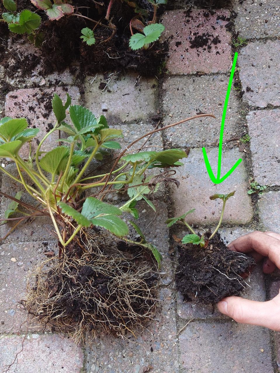 Aardbeienplantjes klein 3 per pot. Biologisch gegroeid!