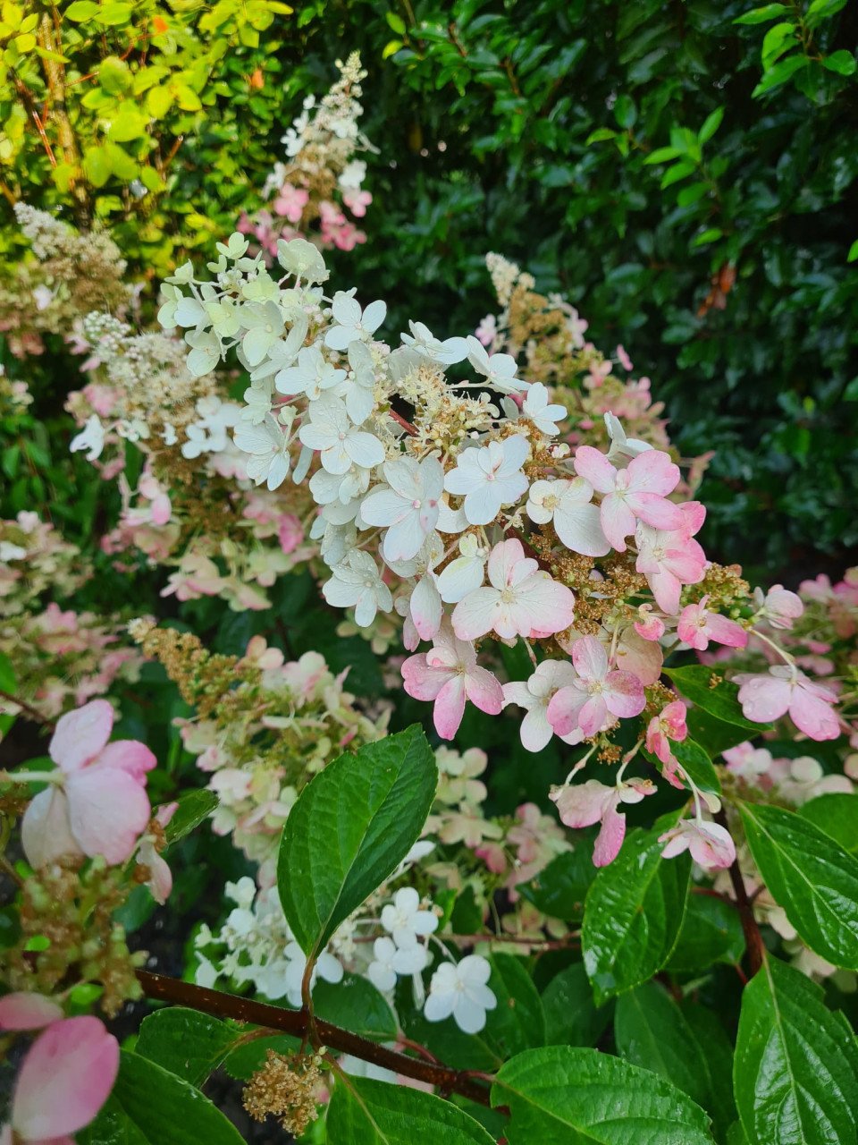 Pluimhortensia Pinky Winky