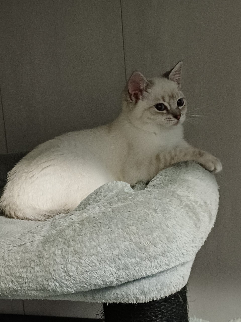 Super leuke Britskorthaar x Ragdoll kittens beschikbaar POESJES