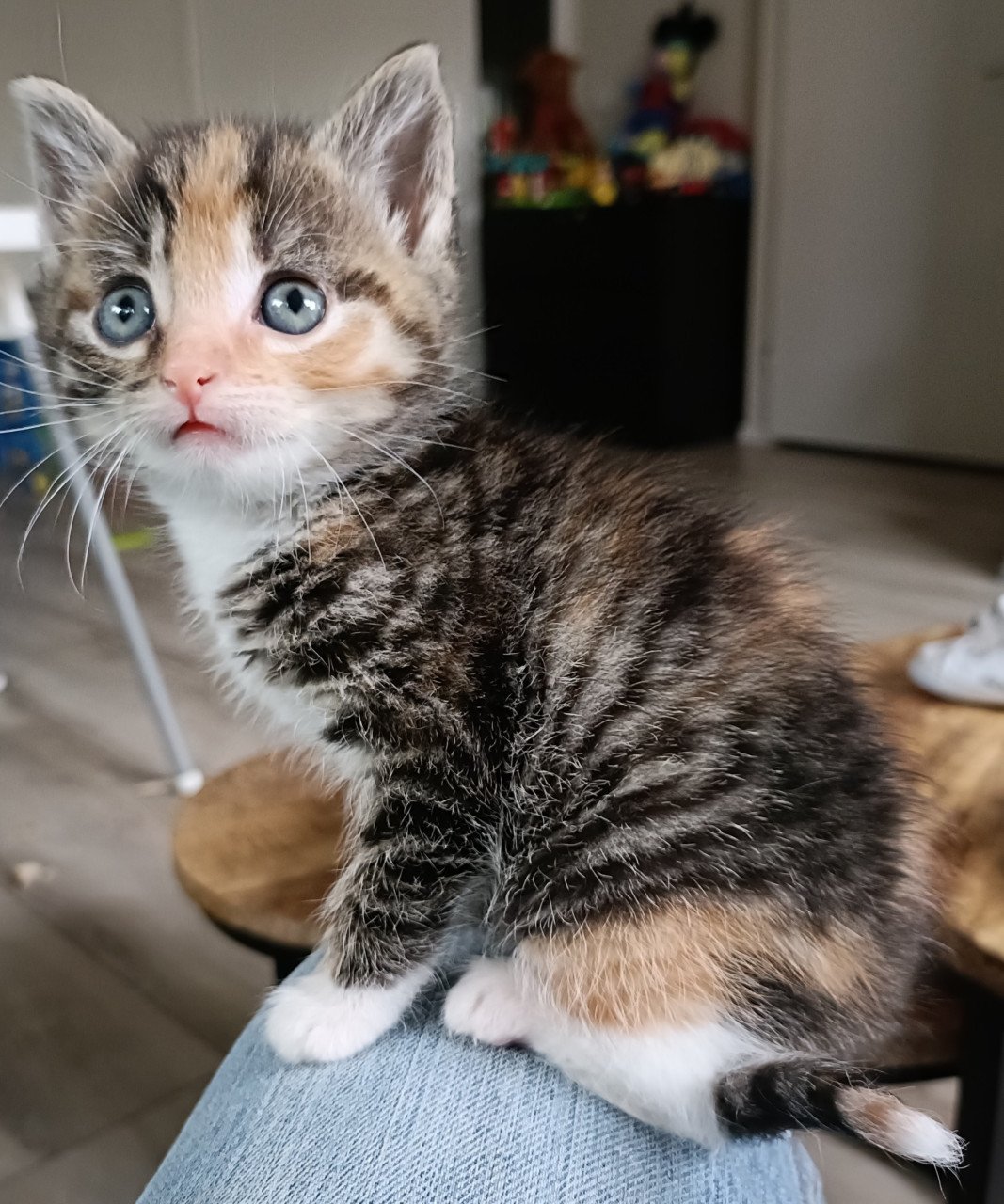 Nog twee sociale Kitten poesjes