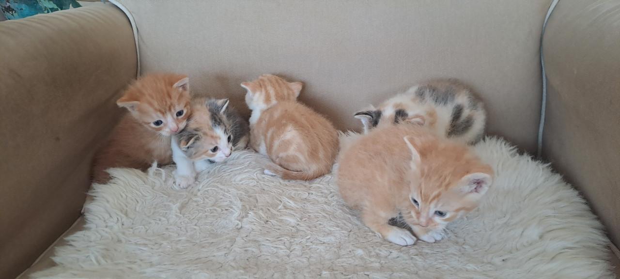 5 schattige kittens