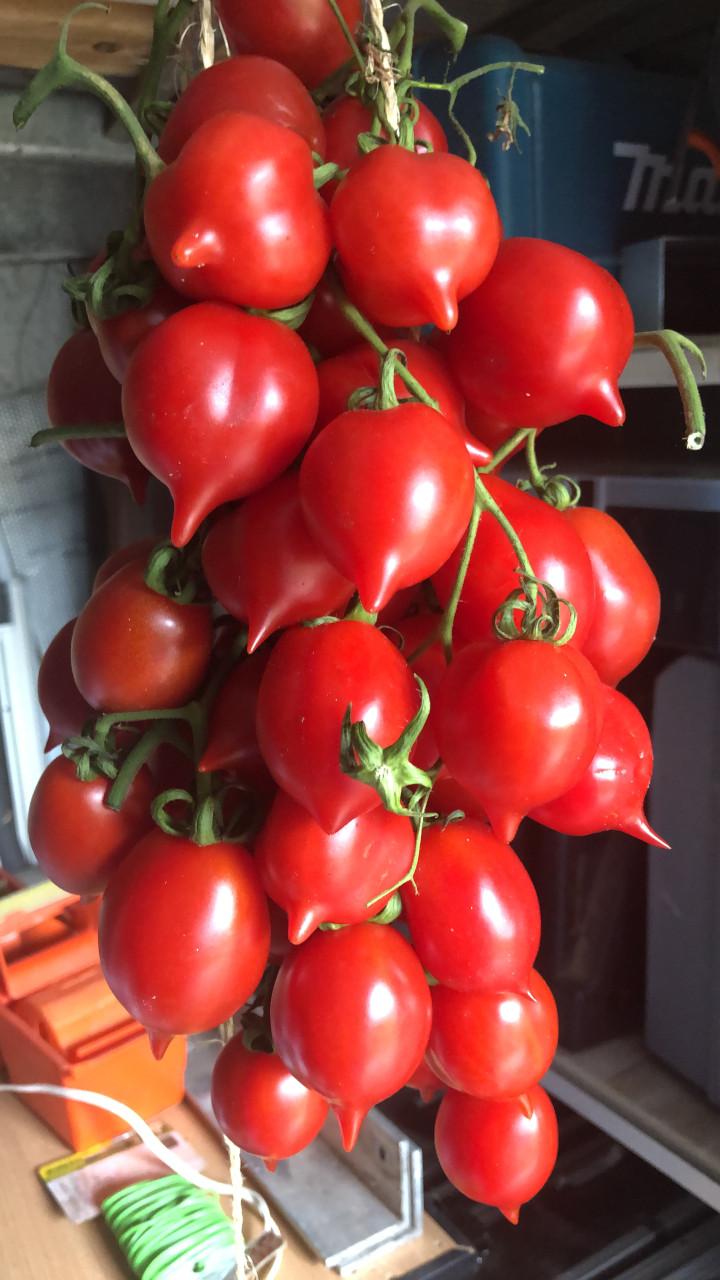 De laatste Italiaanse tomatenplantjes