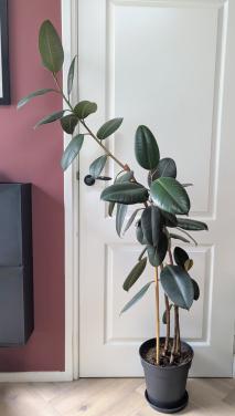 Ficus Elastica 'Robusta'