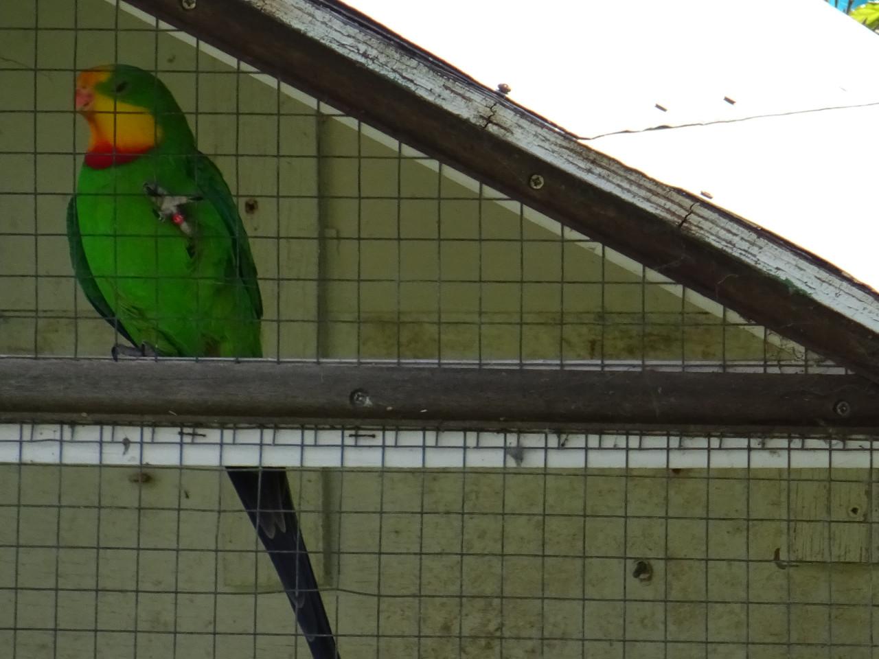 Te koop mooi koppel grote Barraband Parkieten geringd en broedrijp .
