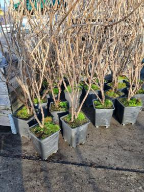 Zwarte bessenstruiken