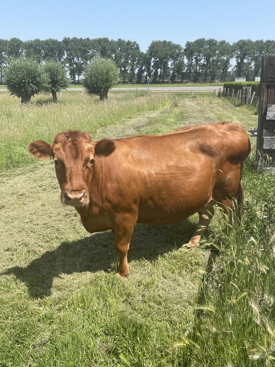 2 dexter koeien